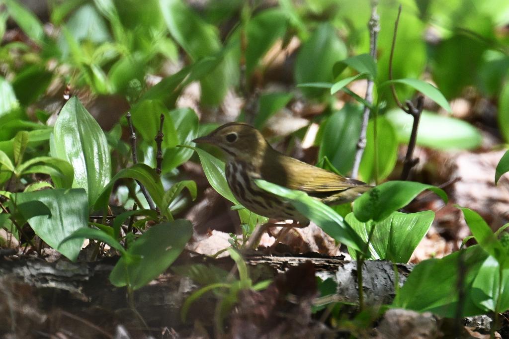 Warbler, Ovenbird, 2025-05077541 Parker River NWR, MA.JPG - Ovenbird. Parker River National Wildlife Refuge, MA, 5-7-2025